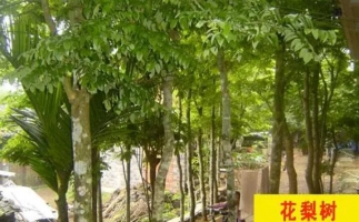 紅花梨下腳料千萬別再丟了，都是寶啊